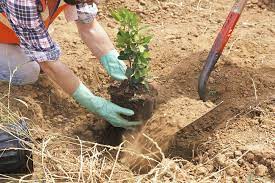 How To Improve Climate Change With Tree Planting 