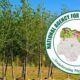 How To Improve Climate Change With Tree Planting-parliamentvanguard.com